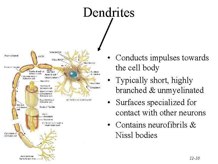 Dendrites • Conducts impulses towards the cell body • Typically short, highly branched &