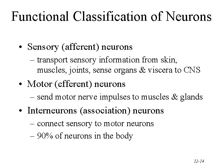 Functional Classification of Neurons • Sensory (afferent) neurons – transport sensory information from skin,