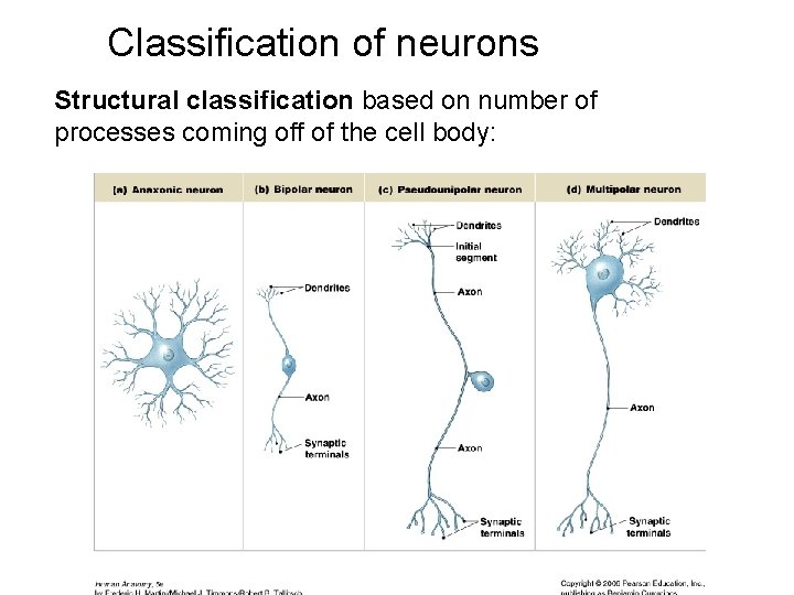Classification of neurons Structural classification based on number of processes coming off of the