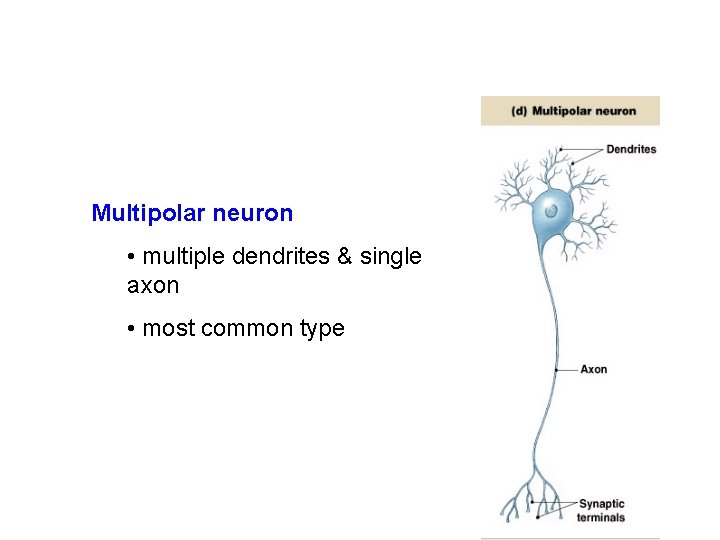 Multipolar neuron • multiple dendrites & single axon • most common type 