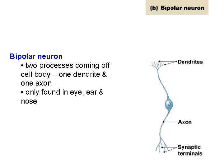 Bipolar neuron • two processes coming off cell body – one dendrite & one