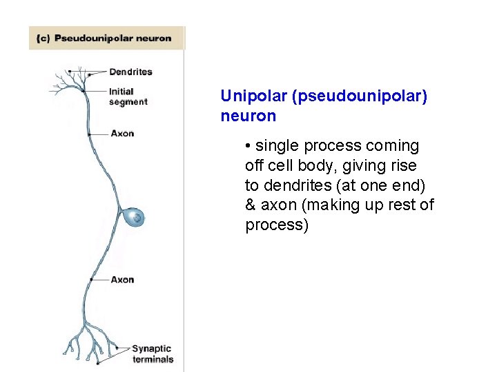 Unipolar (pseudounipolar) neuron • single process coming off cell body, giving rise to dendrites