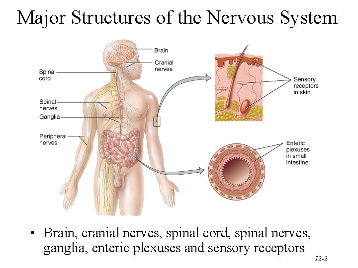 Major Structures of the Nervous System • Brain, cranial nerves, spinal cord, spinal nerves,