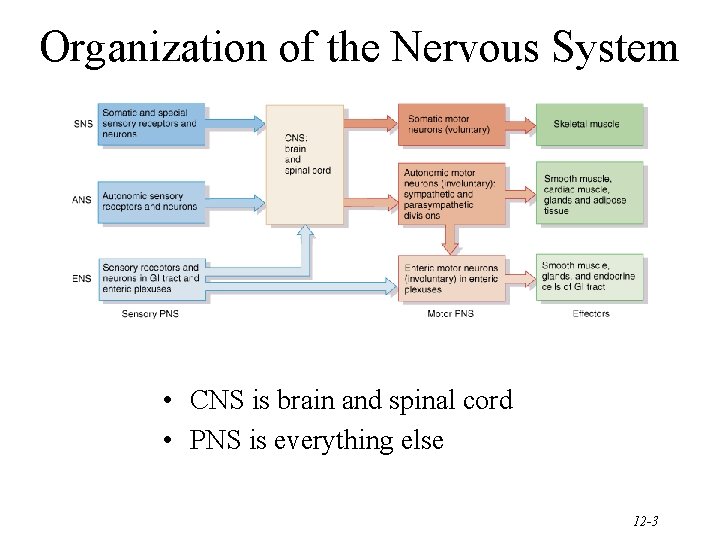 Organization of the Nervous System • CNS is brain and spinal cord • PNS