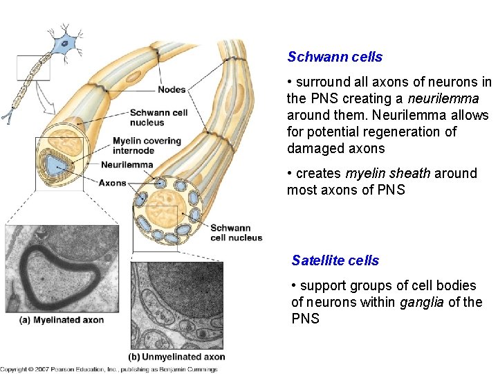 Schwann cells • surround all axons of neurons in the PNS creating a neurilemma