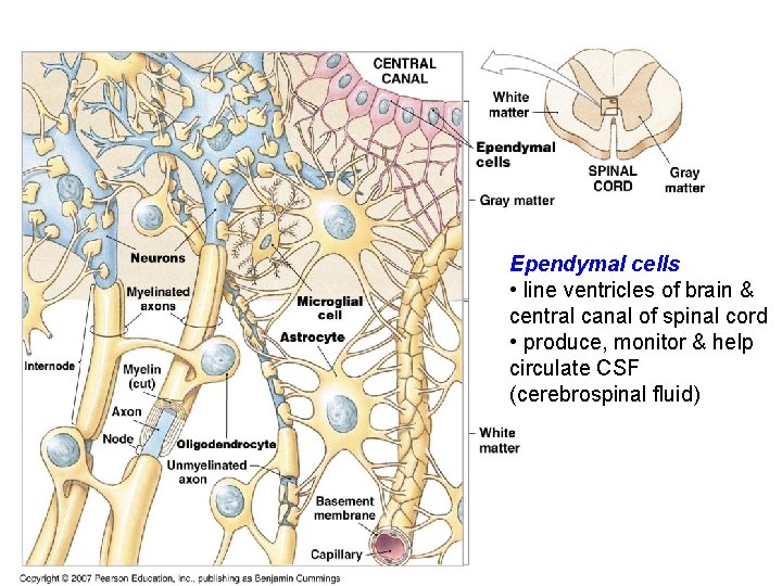 Ependymal cells • line ventricles of brain & central canal of spinal cord •
