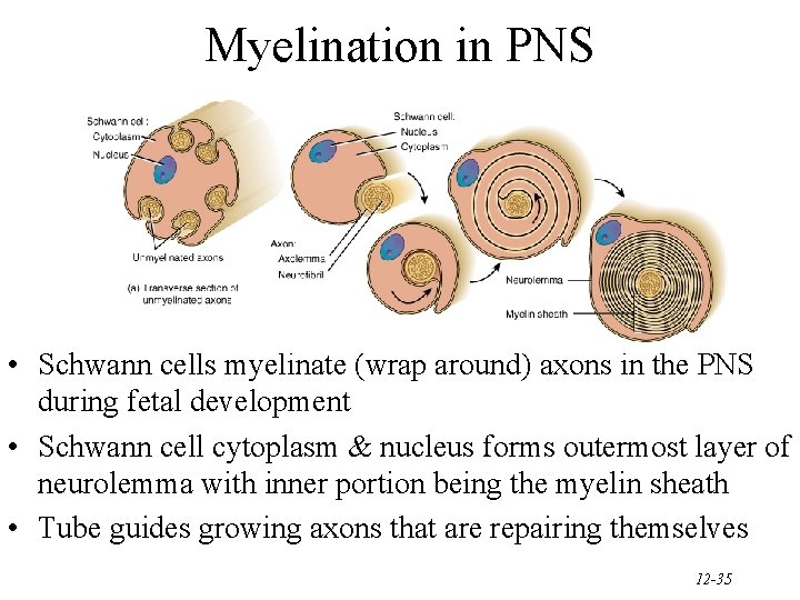 Myelination in PNS • Schwann cells myelinate (wrap around) axons in the PNS during