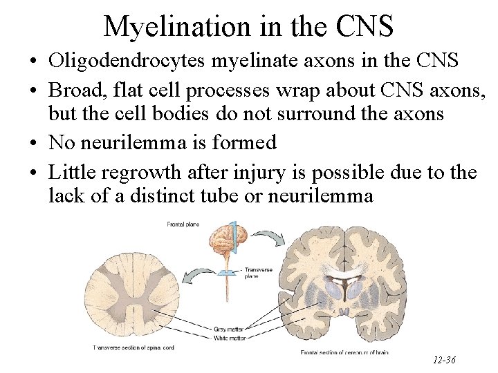 Myelination in the CNS • Oligodendrocytes myelinate axons in the CNS • Broad, flat