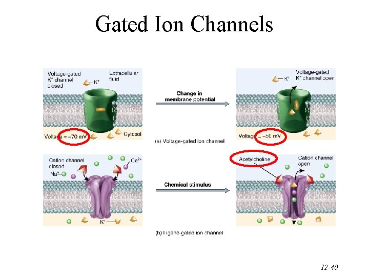 Gated Ion Channels 12 -40 