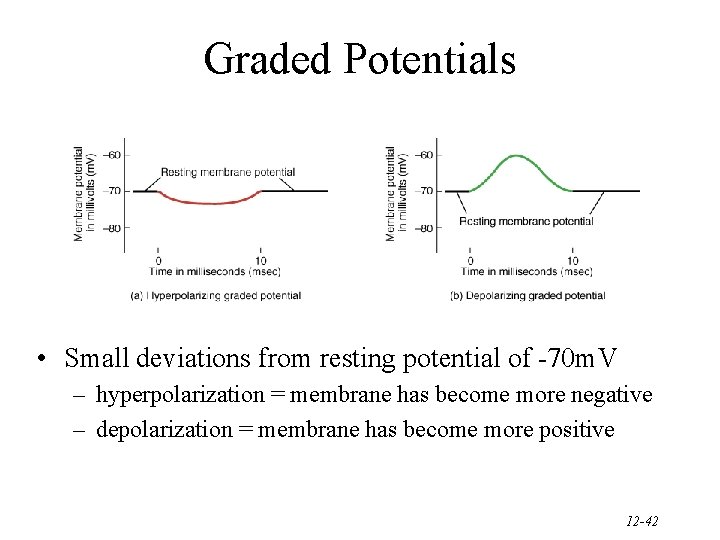 Graded Potentials • Small deviations from resting potential of -70 m. V – hyperpolarization
