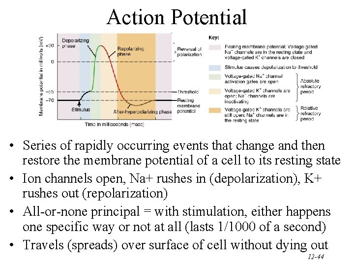 Action Potential • Series of rapidly occurring events that change and then restore the