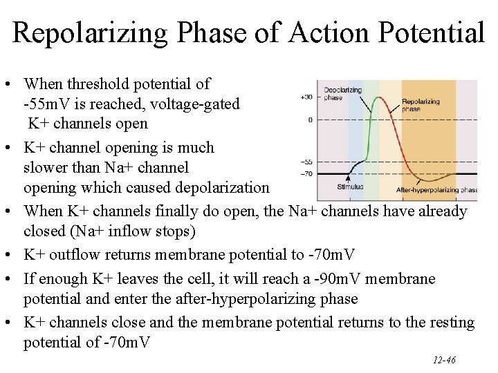 Repolarizing Phase of Action Potential • When threshold potential of -55 m. V is