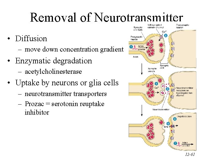 Removal of Neurotransmitter • Diffusion – move down concentration gradient • Enzymatic degradation –