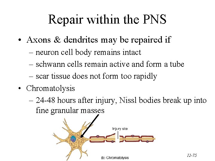 Repair within the PNS • Axons & dendrites may be repaired if – neuron