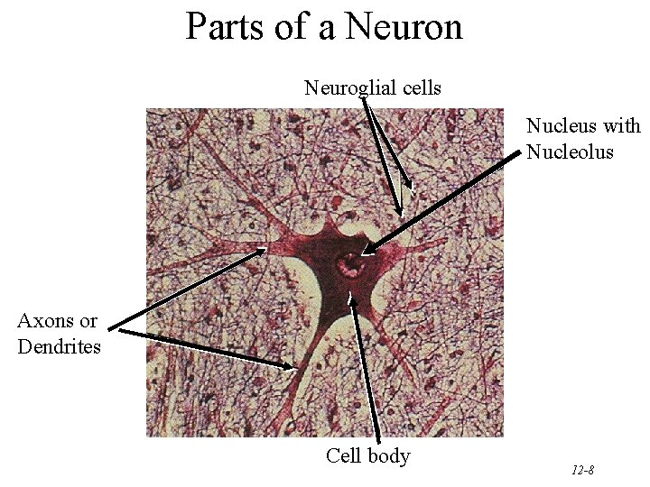 Parts of a Neuron Neuroglial cells Nucleus with Nucleolus Axons or Dendrites Cell body