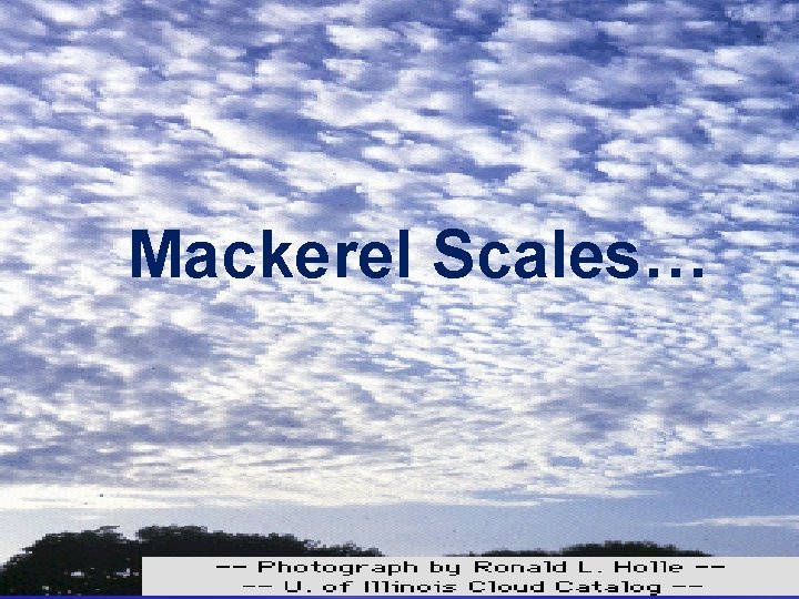 Mackerel Scales… 
