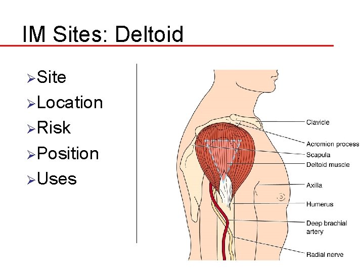 IM Sites: Deltoid ØSite ØLocation ØRisk ØPosition ØUses 