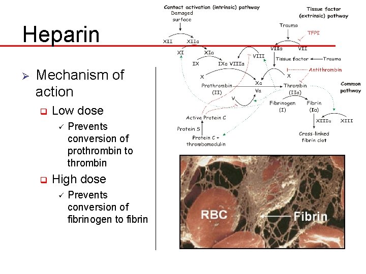 Heparin Ø Mechanism of action q Low dose ü q Prevents conversion of prothrombin