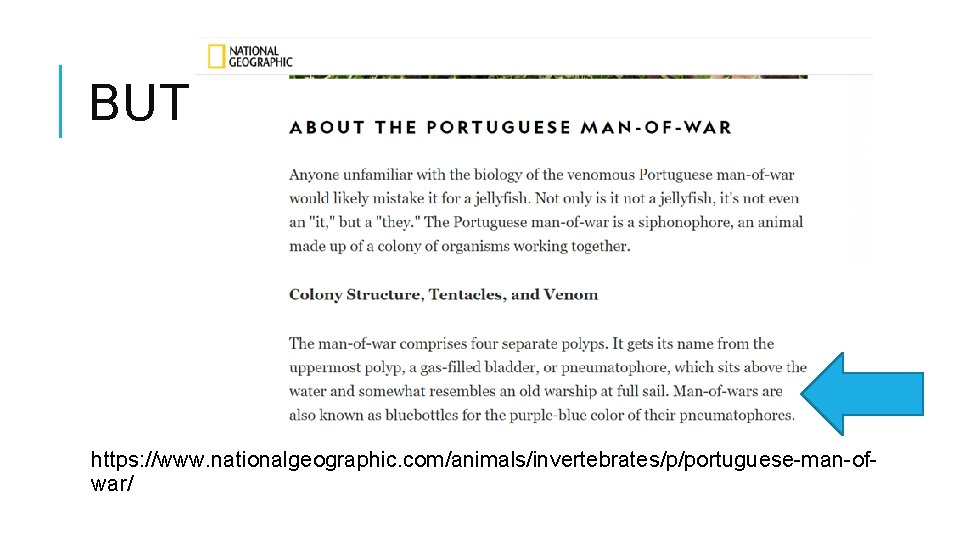 BUT… https: //www. nationalgeographic. com/animals/invertebrates/p/portuguese-man-ofwar/ BUT… https: //www. nationalgeographic. com/animals/invertebrates/p/portuguese-man-ofwar/