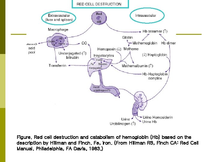 Figure. Red cell destruction and catabolism of hemoglobin (Hb) based on the description by