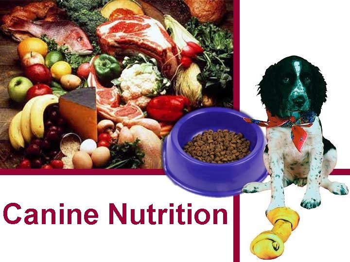 Canine Nutrition 1 