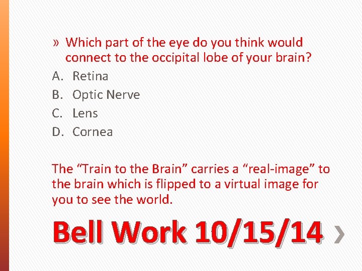 » Which part of the eye do you think would connect to the occipital