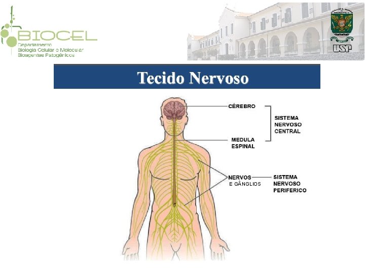 E G NGLIOS E G NGLIOS