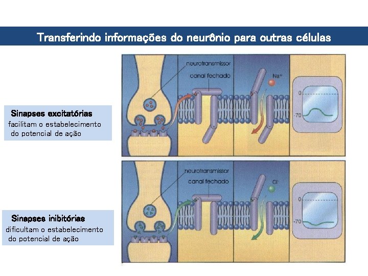 Transferindo informações do neurônio para outras células Sinapses excitatórias facilitam o estabelecimento do potencial