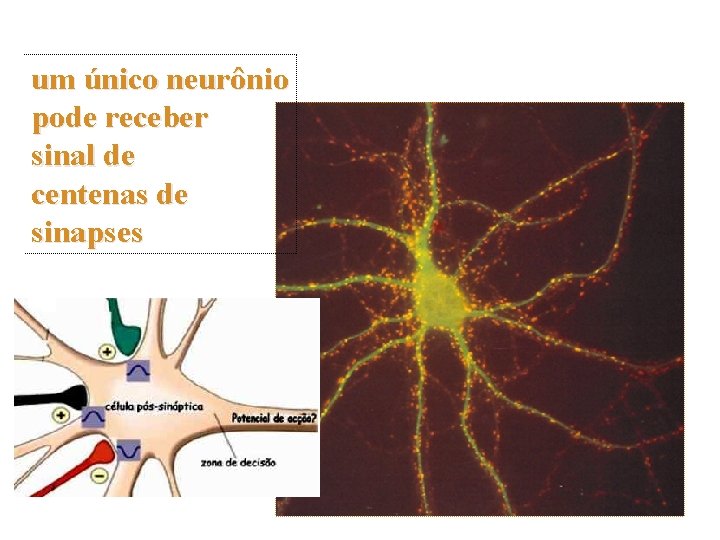 um único neurônio pode receber sinal de centenas de sinapses 