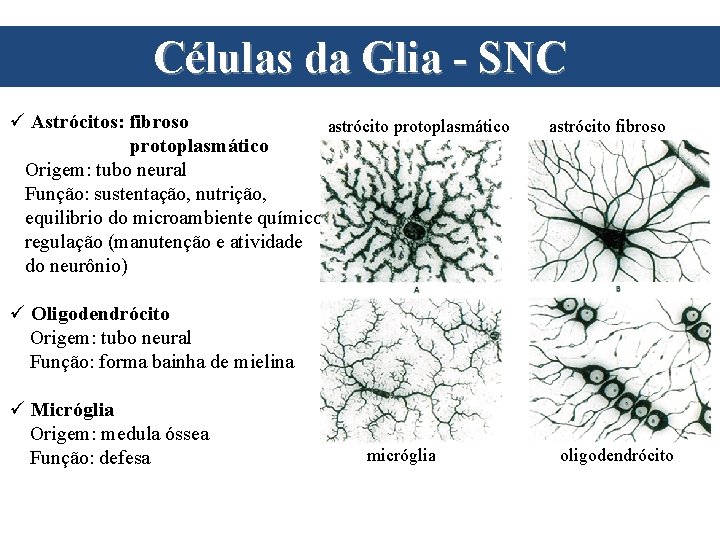 Células da Glia - SNC ü Astrócitos: fibroso astrócito protoplasmático Origem: tubo neural Função: Células da Glia - SNC ü Astrócitos: fibroso astrócito protoplasmático Origem: tubo neural Função: