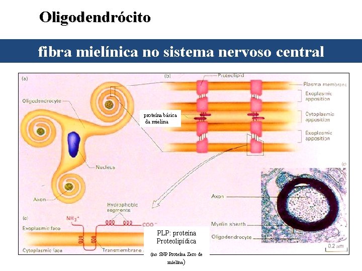 Oligodendrócito fibra mielínica no sistema nervoso central proteína básica da mielina PLP: proteína Proteolipídica