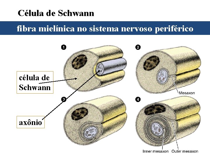 Célula de Schwann fibra mielínica no sistema nervoso periférico célula de Schwann axônio Célula de Schwann fibra mielínica no sistema nervoso periférico célula de Schwann axônio