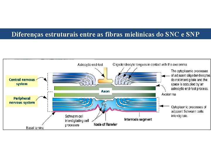 Diferenças estruturais entre as fibras mielínicas do SNC e SNP Diferenças estruturais entre as fibras mielínicas do SNC e SNP