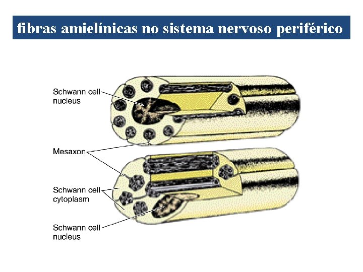 fibras amielínicas no sistema nervoso periférico 