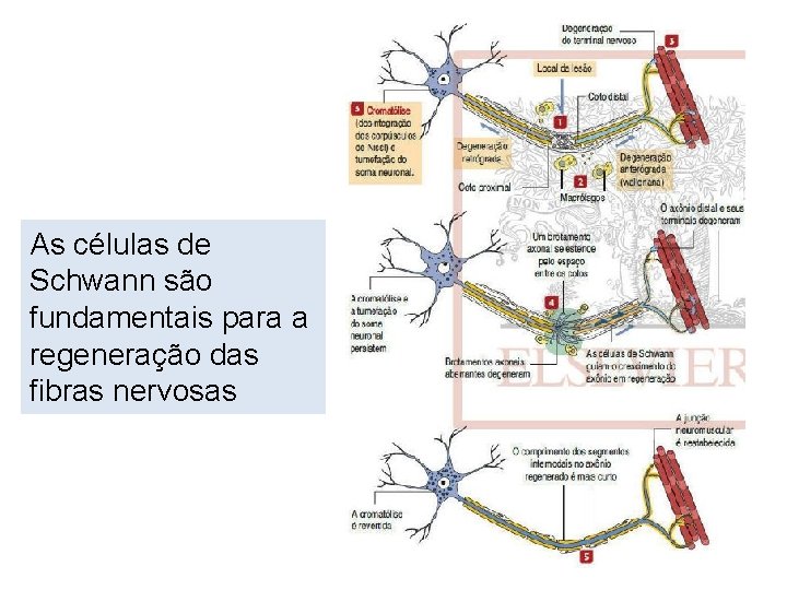 As células de Schwann são fundamentais para a regeneração das fibras nervosas 