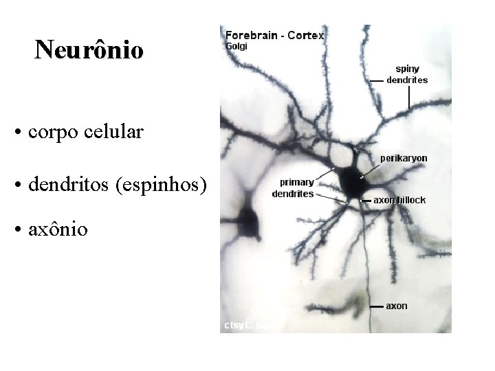 Neurônio • corpo celular • dendritos (espinhos) • axônio Neurônio • corpo celular • dendritos (espinhos) • axônio