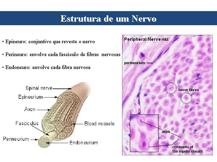 Estrutura de um Nervo • Epineuro: conjuntivo que reveste o nervo • Perineuro: envolve