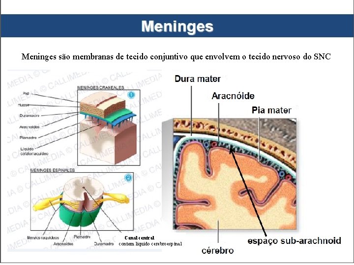 Meninges são membranas de tecido conjuntivo que envolvem o tecido nervoso do SNC Canal Meninges são membranas de tecido conjuntivo que envolvem o tecido nervoso do SNC Canal