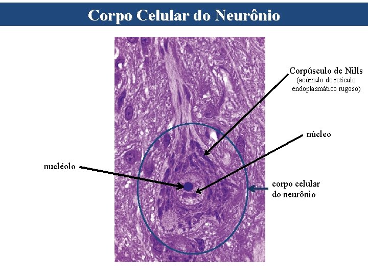 Corpo Celular do Neurônio Corpúsculo de Nills (acúmulo de reticulo endoplasmático rugoso) núcleo nucléolo