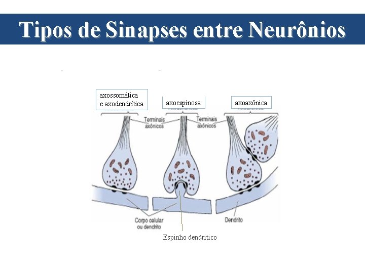 Tipos de Sinapses entre Neurônios axossomática e axodendrítica axoespinosa Espinho dendritico axoaxônica 