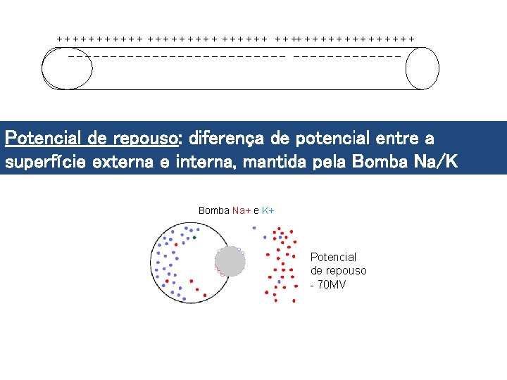 + + + + + + + ++ + + + _____________ Potencial de