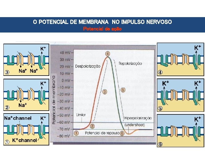 O POTENCIAL DE MEMBRANA NO IMPULSO NERVOSO Potencial de ação Canal de Na+ dependente