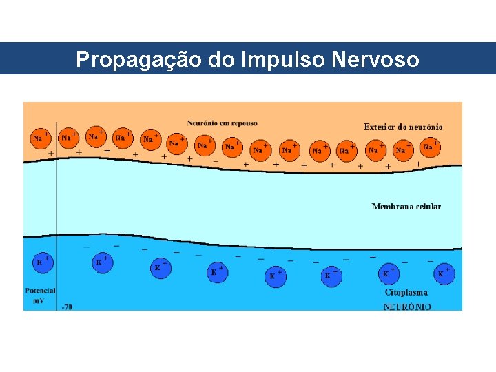 Propagação do Impulso Nervoso Propagação do Impulso Nervoso