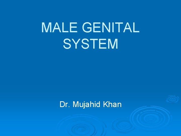 MALE GENITAL SYSTEM Dr. Mujahid Khan 