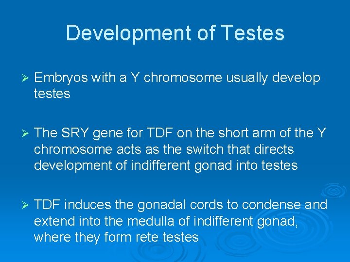 Development of Testes Ø Embryos with a Y chromosome usually develop testes Ø The