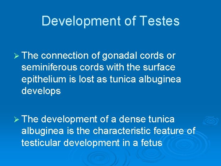 Development of Testes Ø The connection of gonadal cords or seminiferous cords with the