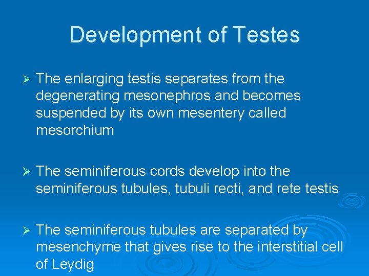 Development of Testes Ø The enlarging testis separates from the degenerating mesonephros and becomes