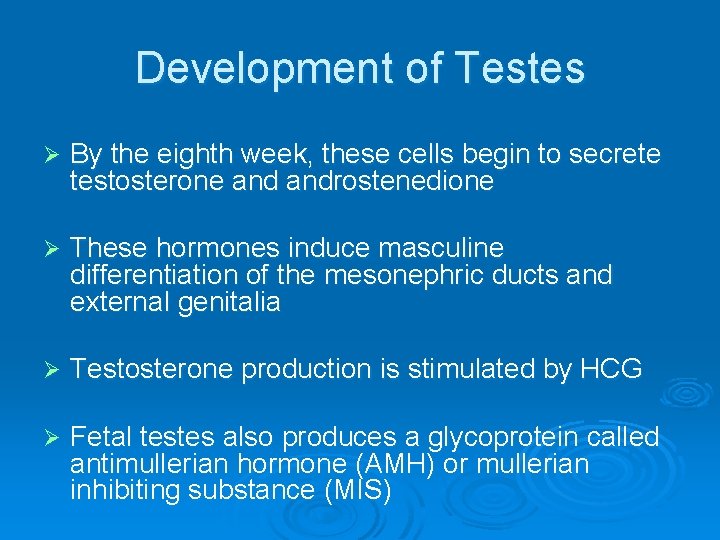 Development of Testes Ø By the eighth week, these cells begin to secrete testosterone