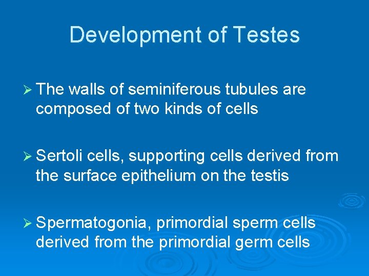 Development of Testes Ø The walls of seminiferous tubules are composed of two kinds