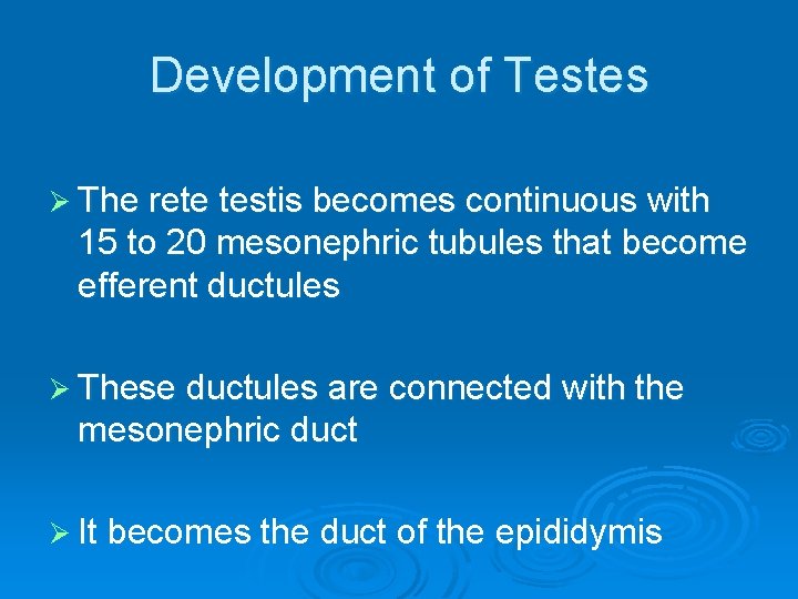 Development of Testes Ø The rete testis becomes continuous with 15 to 20 mesonephric